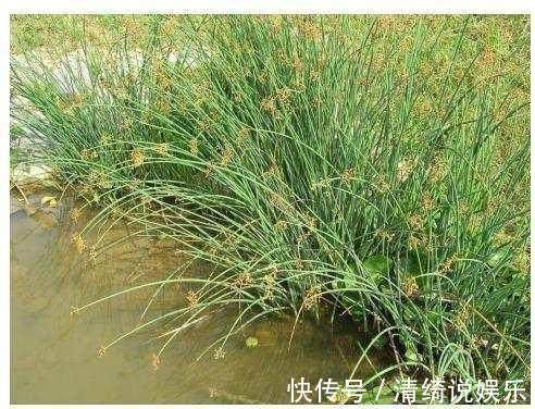 野草|农村这种野草你肯定见过，有开胃消化食物，清热利湿的功效！