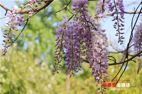 泰山普照寺：紫藤花开如瀑 如梦似幻引游人