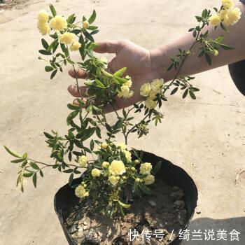 家里有异味,就养4种花!异味跑光光,比栀子花还香