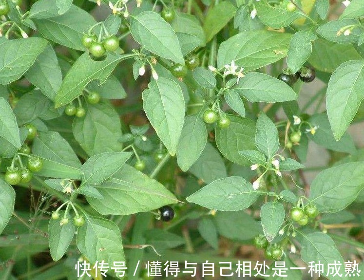 缓解|龙葵虽不起眼,浑身是宝,缓解近视,清热解毒,消肿利尿,治烧伤