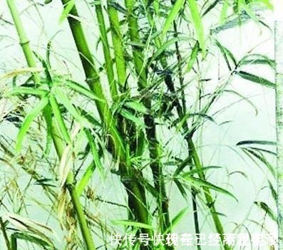 雨香$冷军画油画竹子,画一幅不过瘾连着画四幅,一幅卖了500万!