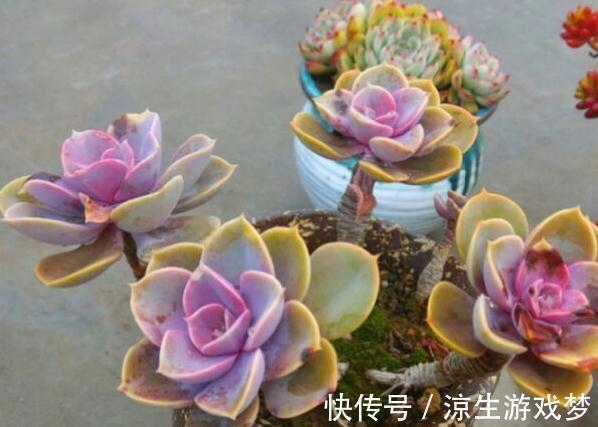大温差养多肉记住3个小妙招,植株紧凑,叶片上色快
