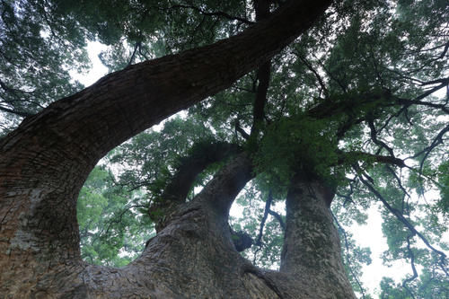 江西“千古第一村”，藏有大量全国罕见明清古建筑，却鲜少人知道