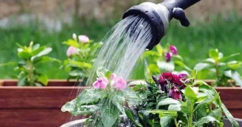 花卉|这3种水直接“浇花”,是毒水,浇下去花卉黄叶、烂根都来了
