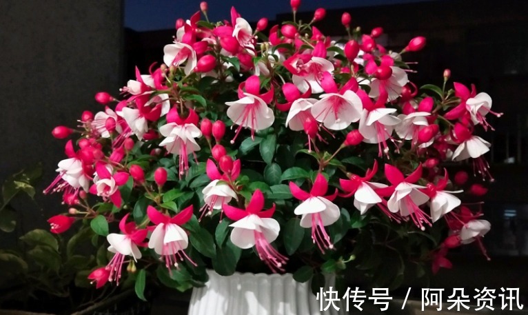 阳台养花无需选“贵的”,入手此3样,一样漂亮、彰显品味