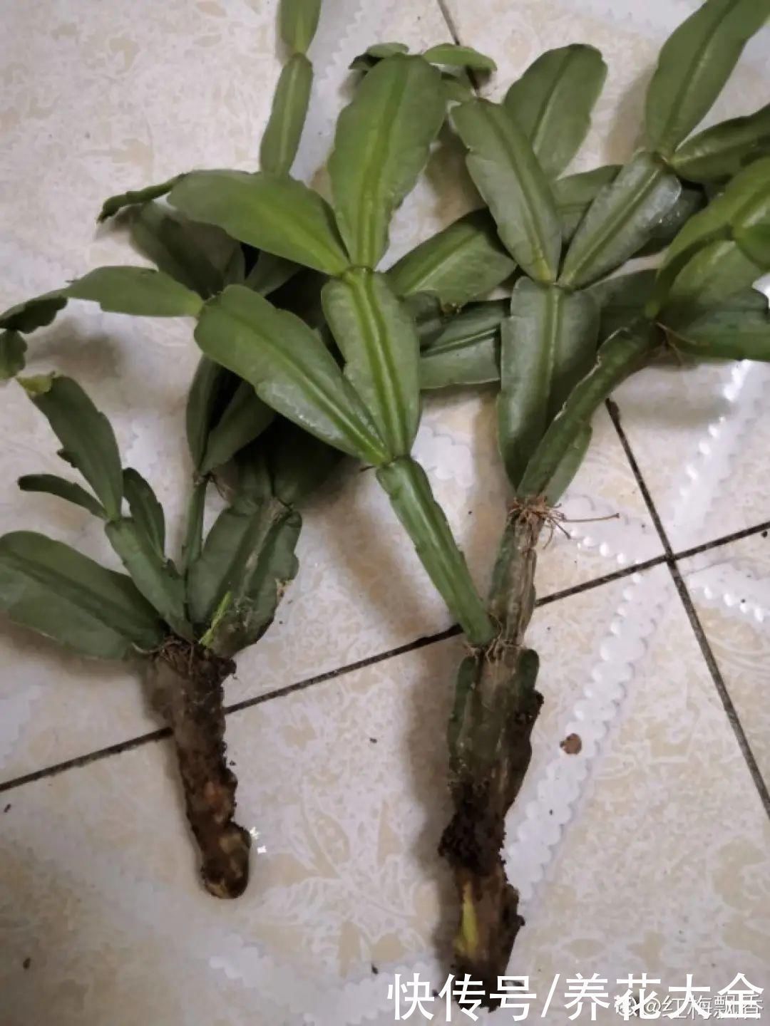 9种花,夏天休眠了,一定少浇水,否则越浇越死