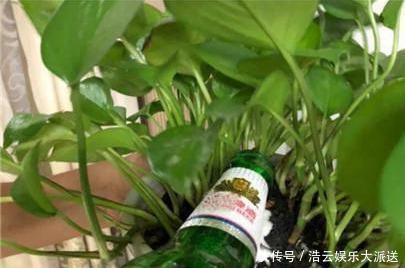 叶面肥|用啤酒浇花快停下,做错这一步,浇一盆死一盆!
