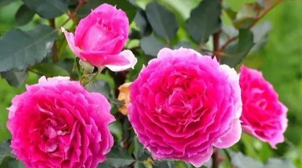 非常奇特的月季花，花色桃红艳丽，花瓣边缘波浪形，好看又好养