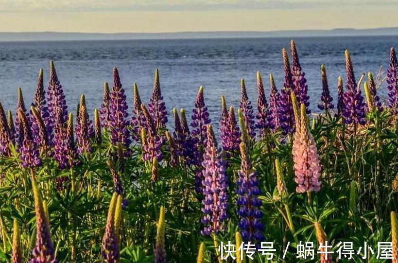 植株|花园不能没有它，鲁冰花一开成一片，五彩缤纷煞是好看