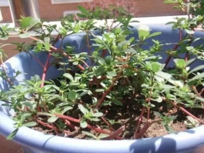 聪明人什么花也不养,却去养这“4种”植物,难怪身体越来越好