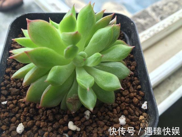 多肉叶片“发软”怎么办浸盆晒太阳,轻松就解决!