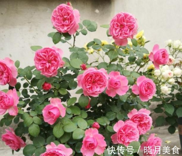 月季枝条不够壮开花少,该怎么办呢