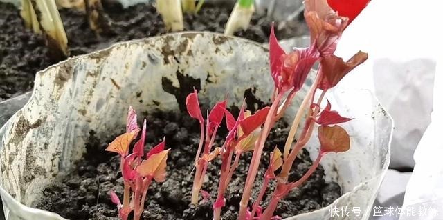 今天才知道,发芽红薯是个“宝”,知道的人不多,赶紧回家找出来!
