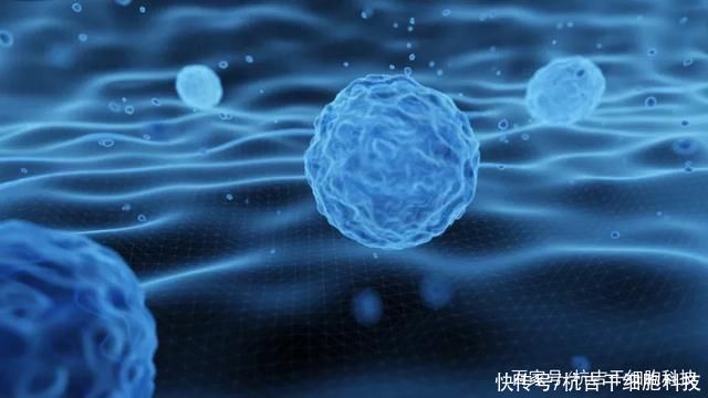 生成|研究发现,干细胞通过诱导生成胰岛β细胞来治疗1型糖尿病