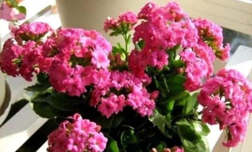 养分|想要长寿花花开不断?4个要点要谨记,不然花苞掉落还黄叶