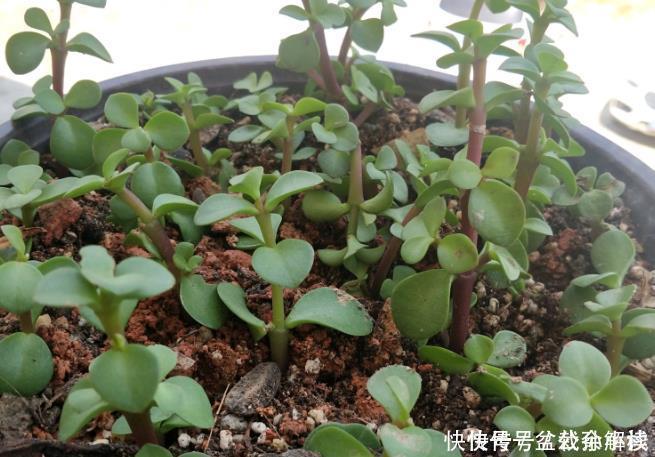 扦插|扦插金枝玉叶,用1招,长根快,成活率高达99%