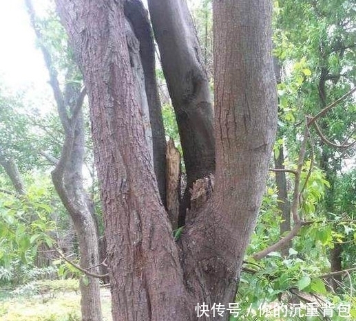 印度老山檀全攻略,看完不上当!