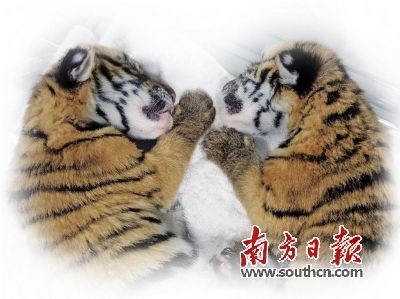 双胞胎|华南虎双胞胎跨年夜出生