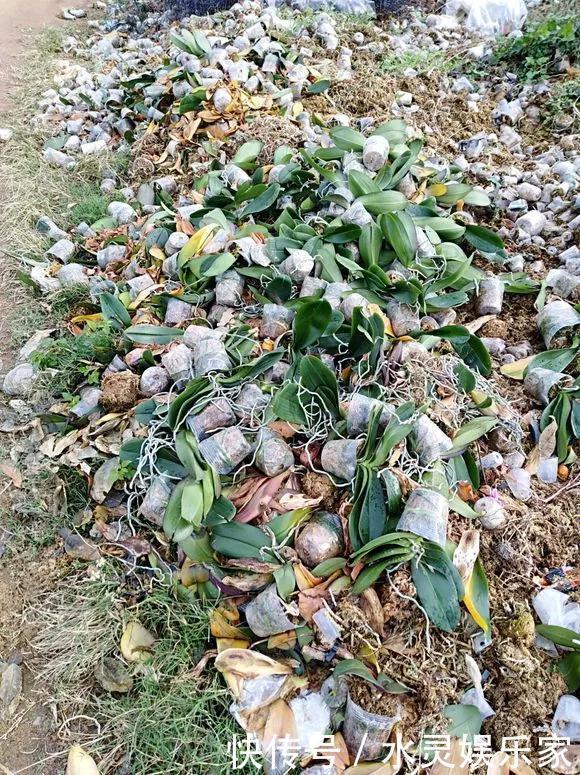 路边一堆“名贵花”,丢人也要捡,捡回家养2个月就开花!