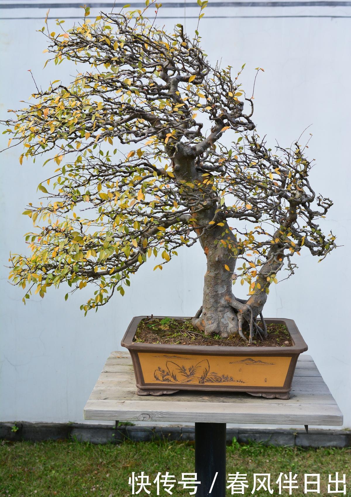 盆景养护的误区,每个误区都会产生什么坏处?