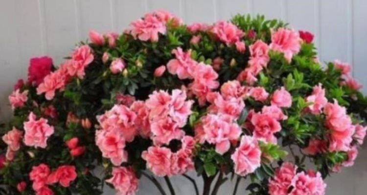 养花就养这几款,名字好听,开更美,开花漂亮上档次!