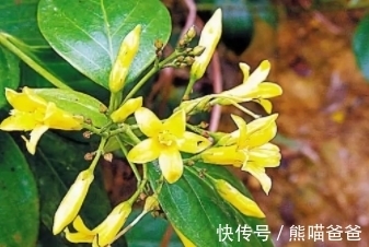 金银花|会开金黄色的小花，常被误认为是金银花，不要随意采摘