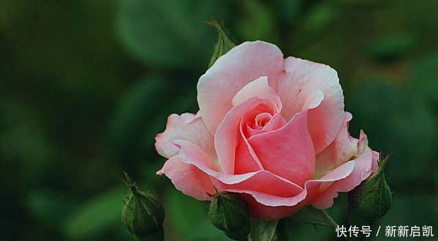 此花香味超过茉莉，漂亮不输牡丹，花期绵长，代表纯洁的爱