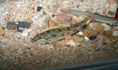 棒花鱼|农村这种鱼,儿时很多,钓鱼人见到就头大,如今却5元一条很稀罕