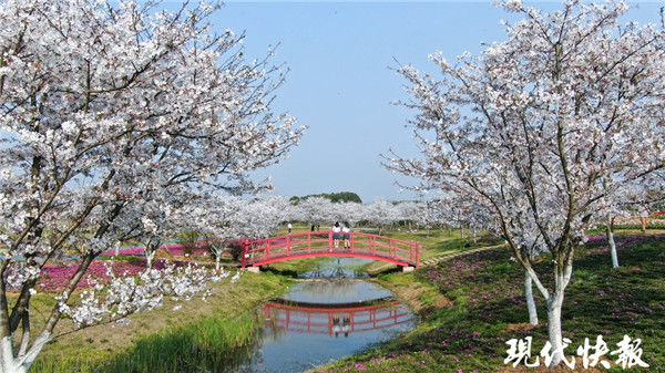 春光美！镇江句容浪漫樱花如诗如画