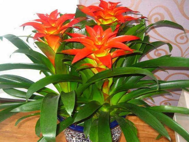 家里养了3种吉祥花,一年四季招财纳福,寓意好价值极高