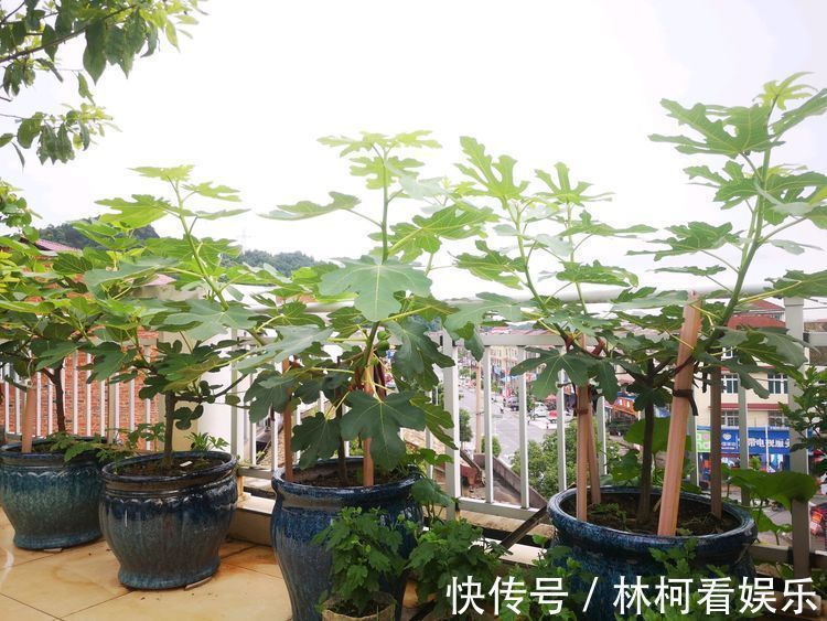 养殖|此款盆栽花卉，漂亮不输玫瑰，四季有花开，养殖简单，你值得拥有