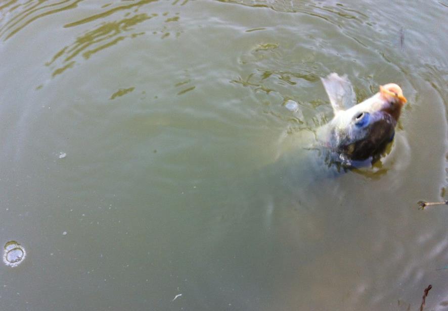 花生麸|教你如何野钓鲤鱼,野鲤系杂食性底栖游弋耕泥索食鱼类