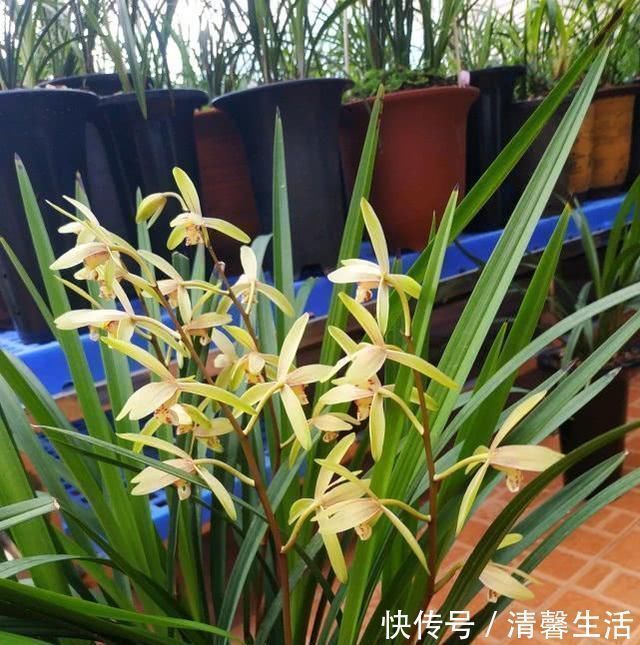 老兰友|养兰花,浇水牢记3句话,兰花10年不烂根,越长越壮