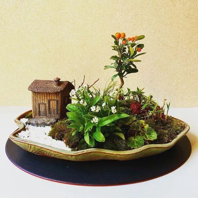 山野草，也高雅！