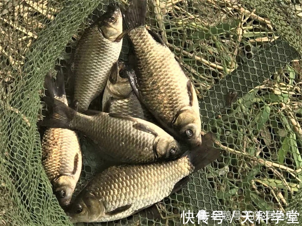 自制|冬季野钓鲫鱼,用这些自制饵料,诱鱼、留鱼、上鱼远胜其它鱼饵