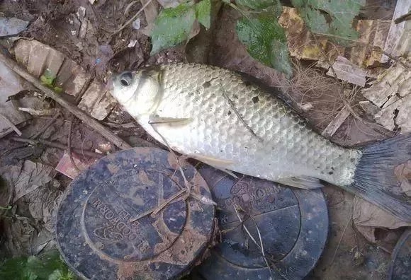 野钓鲫鱼浮漂怎样看,为什么送高漂,提竿却不中鱼?