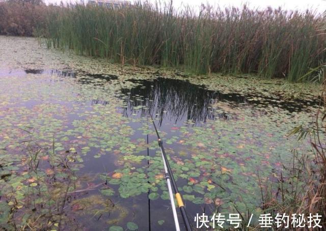 天一冷，都在钓草洞，殊不知草洞的学问还不少，一般人可不晓得