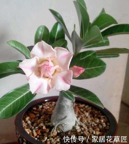 上班族|没时间养花?不如栽上此3种植物,半月不浇水,都不用操心