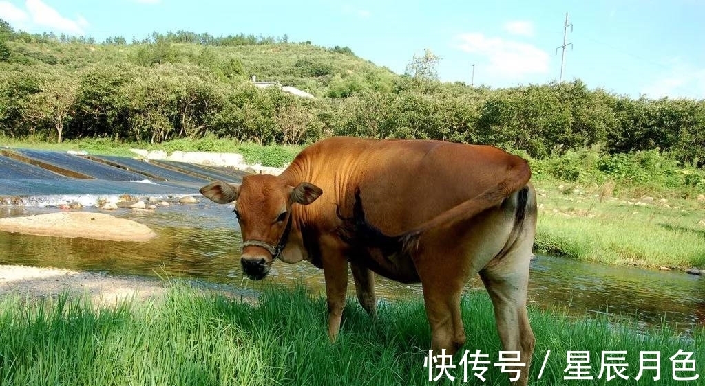 牛人|牛年出生的人，并不是都是大器晚成，在本命年将会迎来运势转机