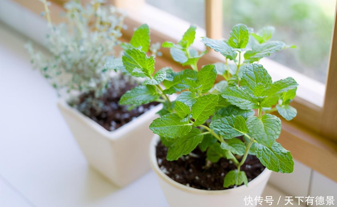 春天养花,怕害虫上门就早准备“3样”东西,有奇效!