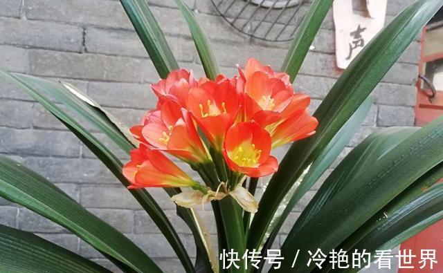 光照|君子兰在七八月要静养,这几件事做好,安全度夏