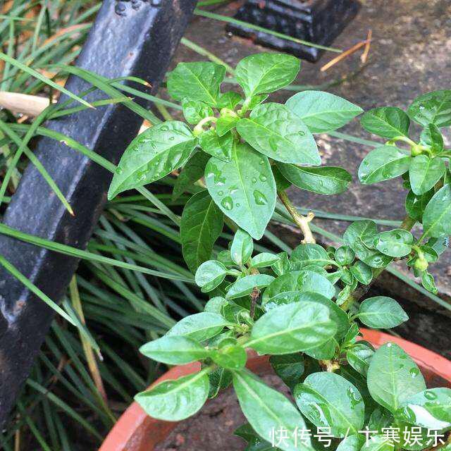 种菜|她在花盆里种了棵辣椒,一年能结7、8斤,第二年长成盆景,又结果