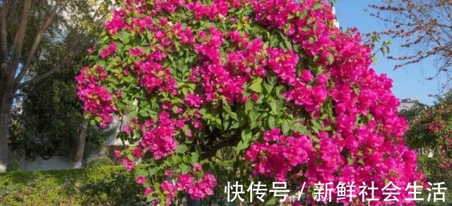 枯萎|90%花都是因为浇水而枯萎,老农也不例外,新手养花必看的技巧!