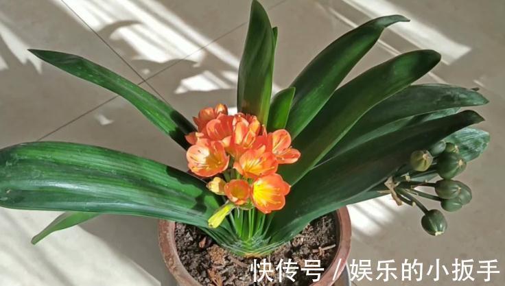 君子兰冬天不开花怎么办？打开1个小机关，盆栽当月就抽箭开花