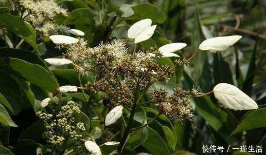 圣手|农村一种野草,是“百骨圣手”,舒经络,治风湿,为健康了解下!