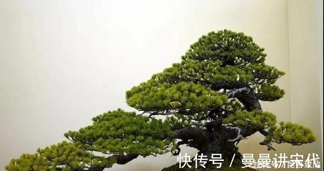 五针松盆景的6点养护技巧解析,知道了,养护五针松再也不发愁