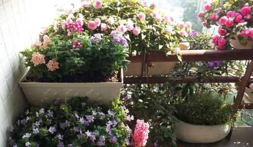 “懒人”养花，没有时间、精力照顾，盆栽花草就选这“4样”