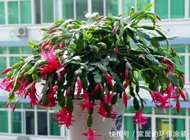 天竺葵|11月逛花市，4种花别错过，现在养一盆，不愁冬天没花赏！