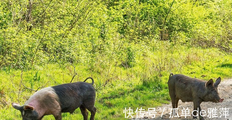 猪猪猪|猪猪猪本周好运天降，有着王者气质，能一举成功摇身变富豪