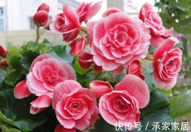 皮实|适合新手的6种漂亮花，号称“开花机器”，养一盆多季节有花赏